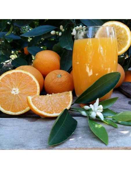 Frische Orangen 17 kg Kiste ★Jetzt im Angebot!★